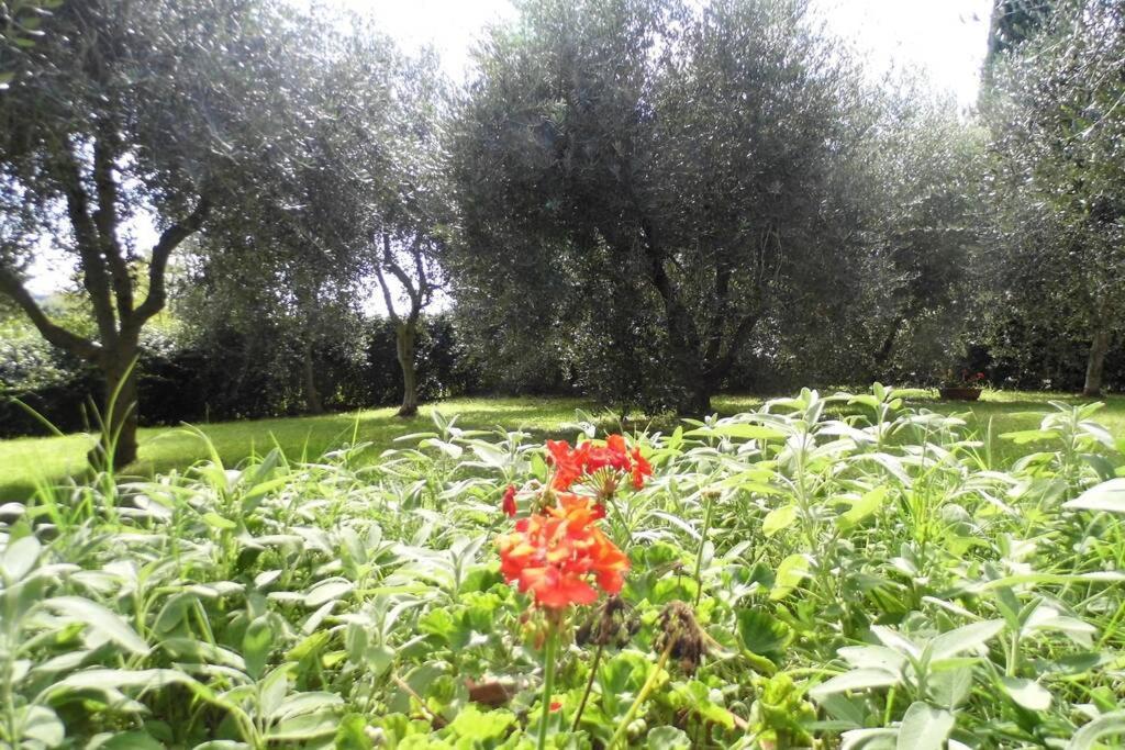 Ferienwohnung Campagna Toscana Presso Terme Lari Exterior foto